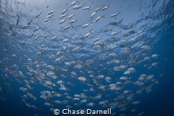 "School N Scatter"
I love finding schools of jacks in sh... by Chase Darnell 
